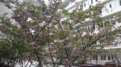 武汉市东西湖职业技术学校校园樱花